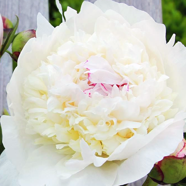 Пион мадам де верневиль фото Пион молочноцветковый "Madame de Verneville" - Paeonia lactiflora "Madame de Ver