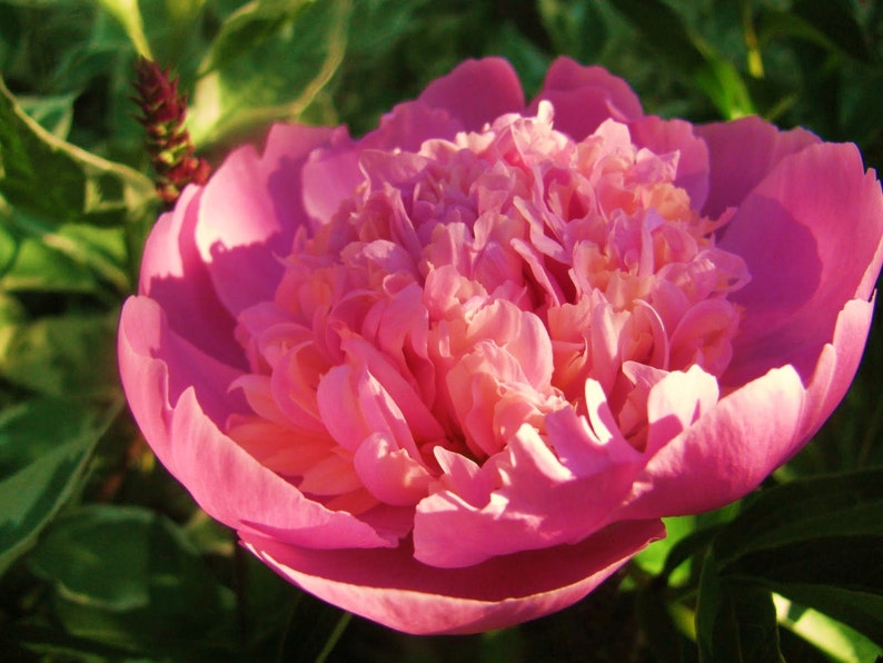 Пион мадам эмиль дебатен фото 2 Emile Debatene Peony Bush LIVE Plant 3-5 eye Fall Planting Etsy