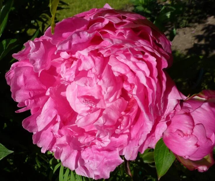 Пион мадам эмиль дебатен фото Paeonia lactiflora 'Mme. Emile Débatène'