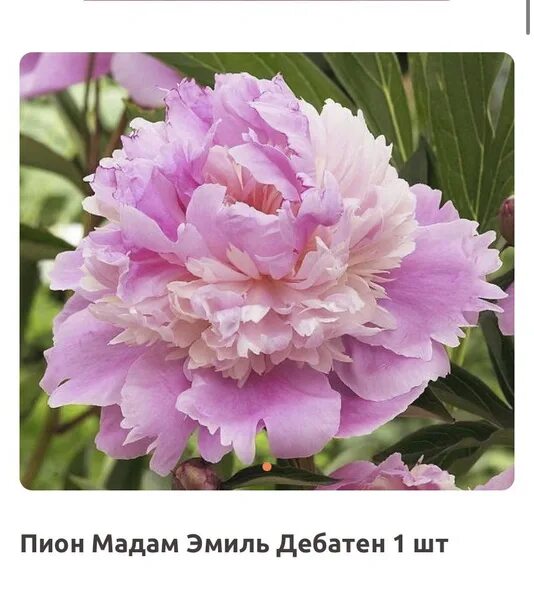 Пион мадам эмиль дебатен фото Пион Мадам Эмиль Дебатен - купить по выгодным ценам в интернет-магазине OZON (14