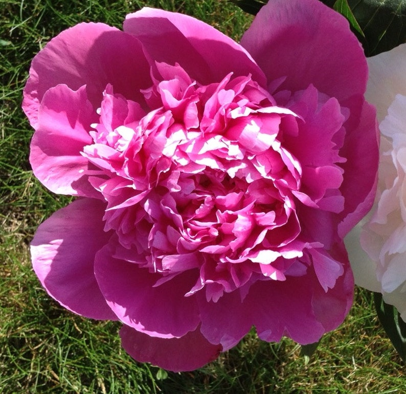 Пион мадам эмиль дебатен фото 2 Emile Debatene Peony Bush LIVE Plant 3-5 eye Fall Planting Etsy