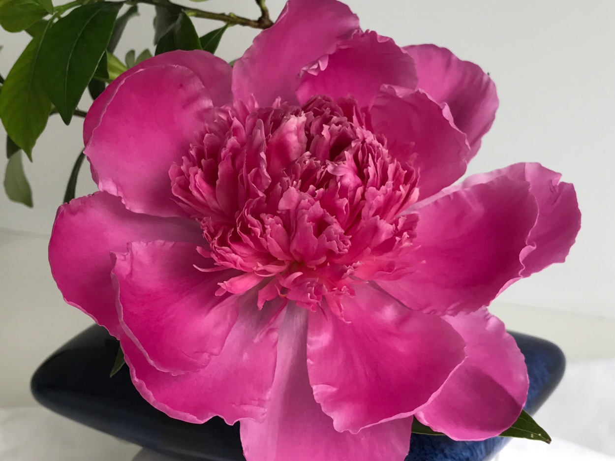 Пион мадам эмиль дебатен фото In A Vase On Monday - Fragrant Pair pbmGarden