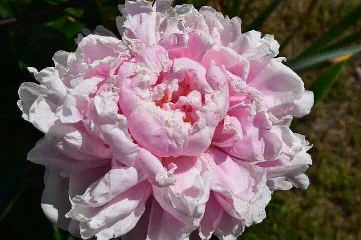 Пион мадам эмиль дебатен фото и описание Peony, Pink, Flower, Blossom Peonies, Flowers, Blossom