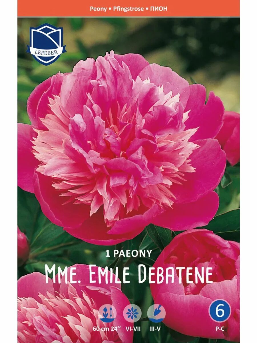 Пион мадам эмиль дебатен фото и описание Пион Мадам Эмиль Дебатен (Madame Emile Debatene), 1 шт J.W.A. Lefeber 210847201 