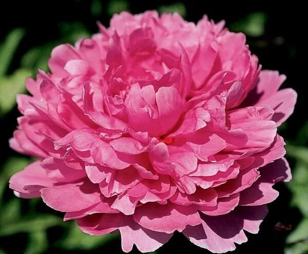 Пион мадам эмиль дебатен фото и описание Peonies Peonies, Macro photography flowers, Peonies garden