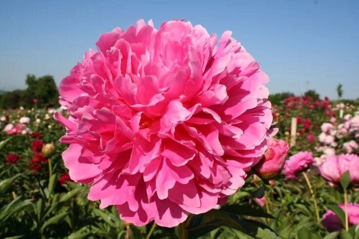 Пион мадам эмиль дебатен фото и описание Paeonia lactiflora 'Mme Emile Debatène' Staudenpfingstrose Pflanzen, Pfingstrose