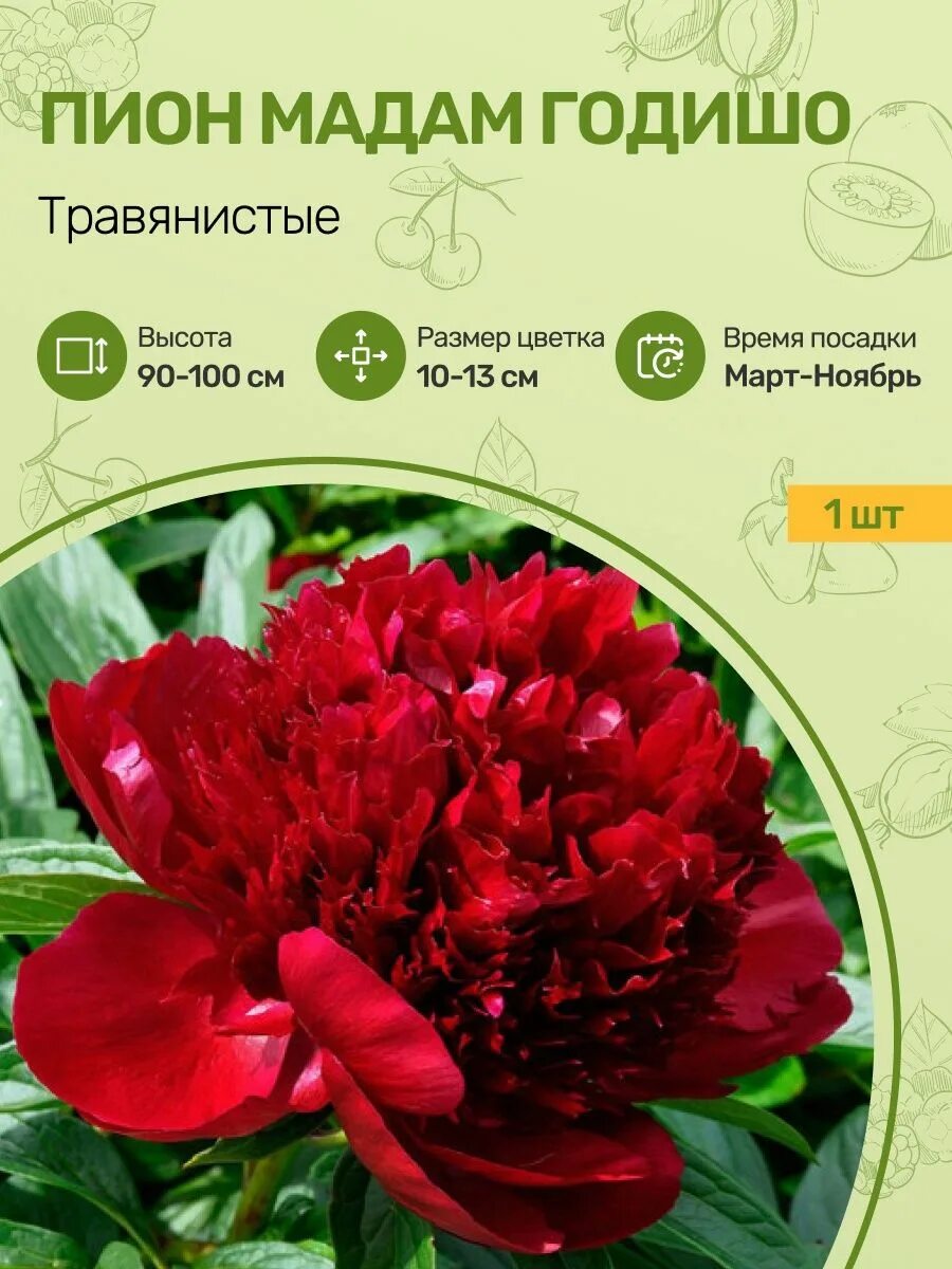 Пион мадам годишо фото и описание Пионы Саженцы Посадика 132129828 купить за 903 ₽ в интернет-магазине Wildberries