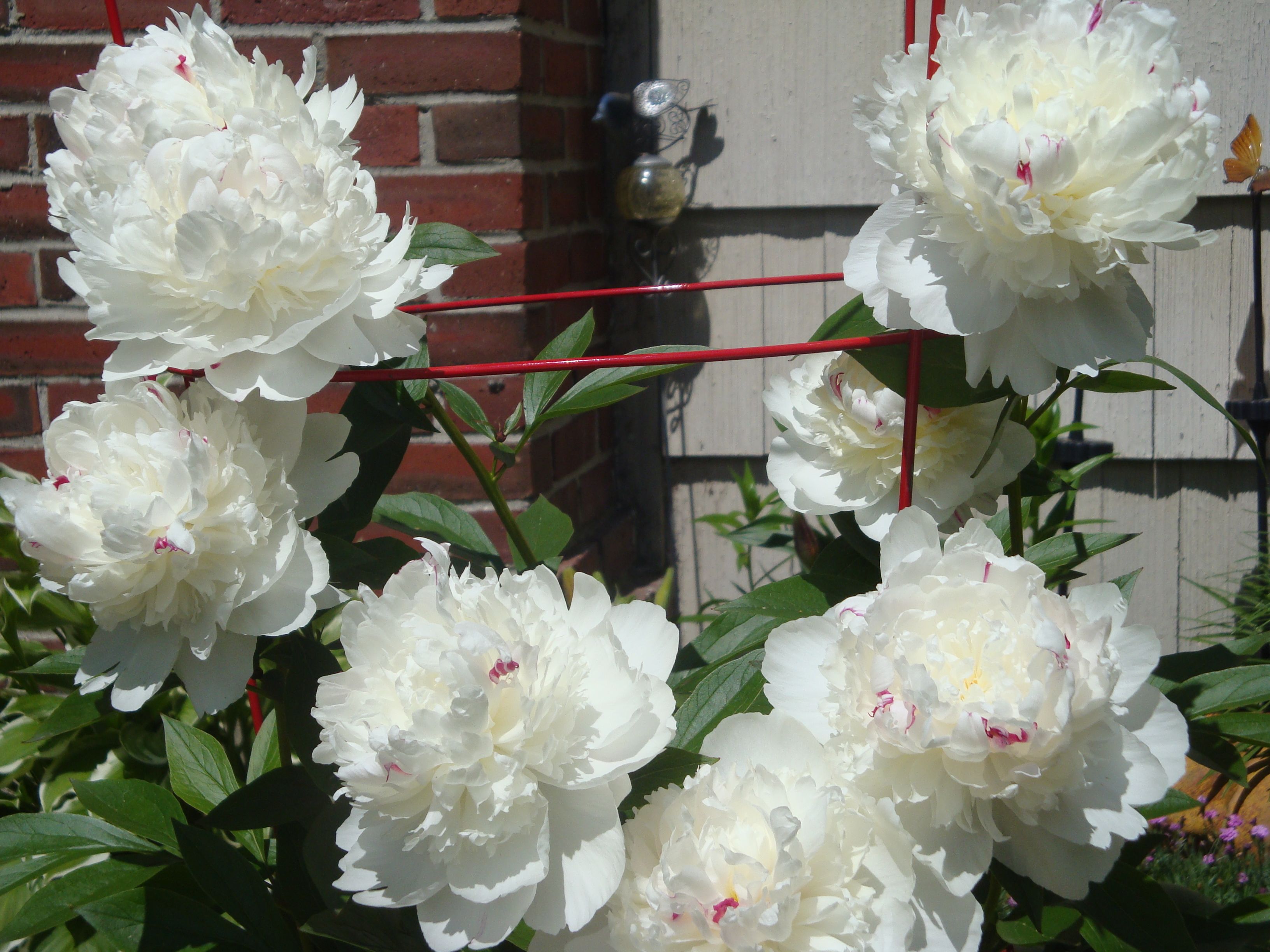 Пион мадам годишо фото отзывы Peony 'Madame de Verneville'.....3rd year Floral wreath, Flowers, Floral