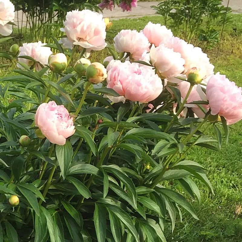 Пион мадам кало фото Paeonia Lacti 'Madame Calot' - пион молочноцветковый - питомник растений Санкт-П