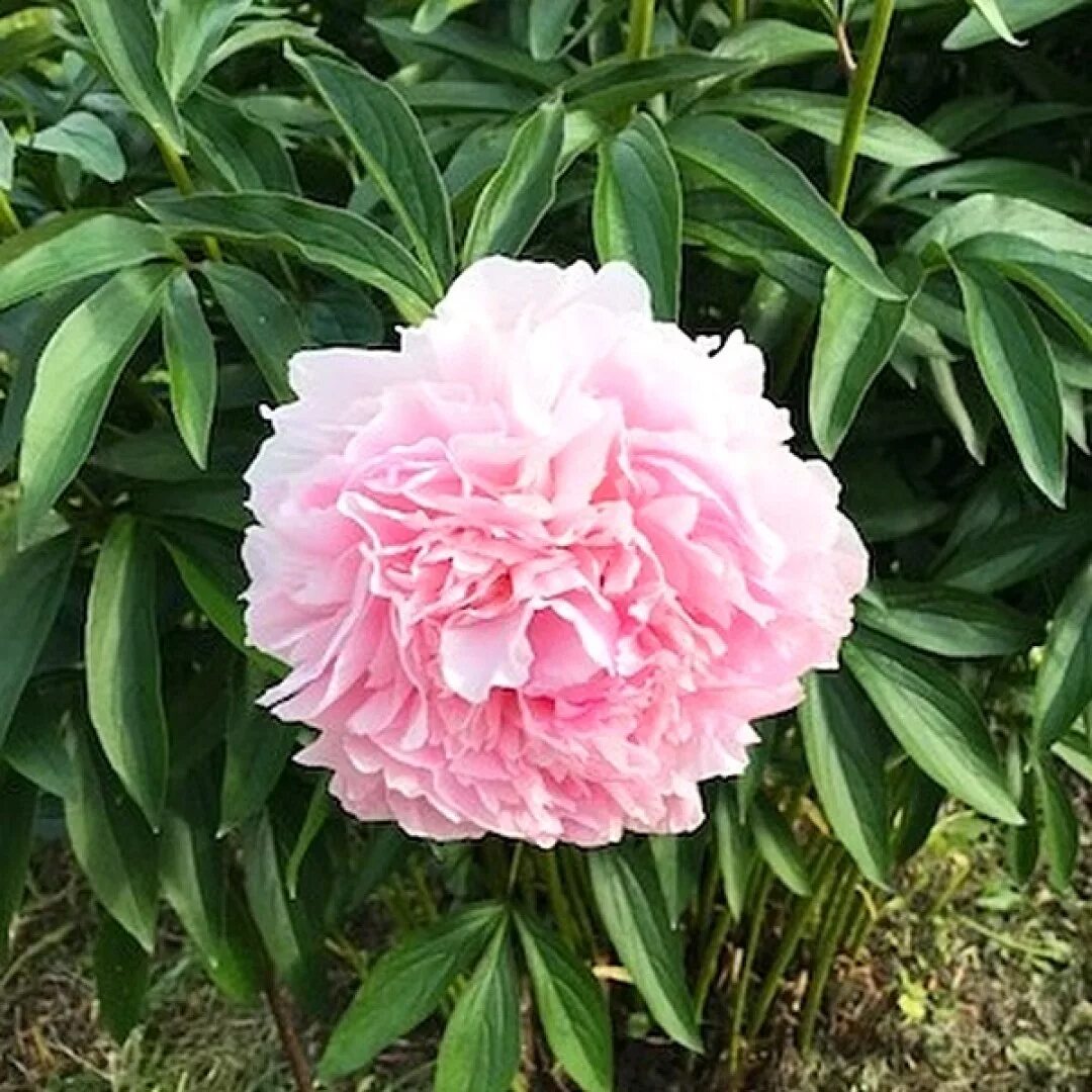 Пион мадам кало фото Paeonia Madame Calot. КФХ