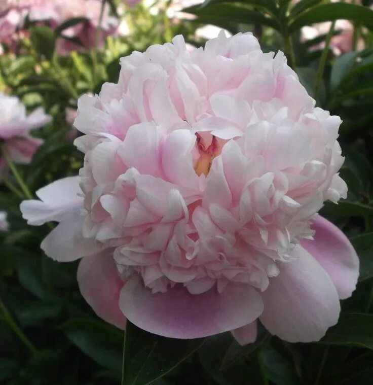 Пион мадам кало фото Page not found The Peony Garden Peonies garden, Beautiful flowers, Love flowers