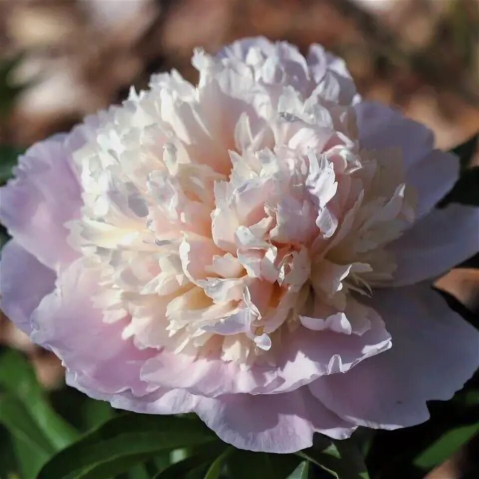 Пион мадам кало фото и описание Пион молочноцветковый Мадам Кало/Paeonia lactiflora Madame Calot С3, шт - Амрита