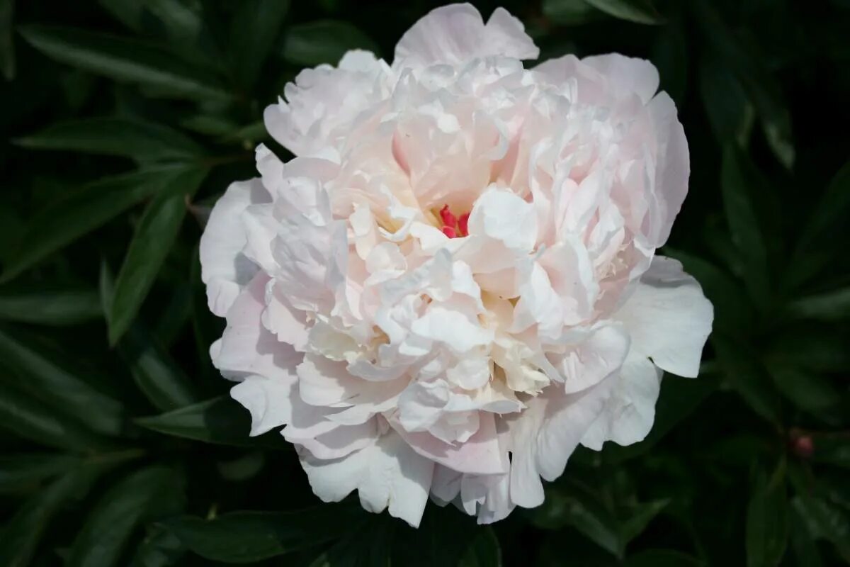 Пион мадам калот фото Paeonia Madame Calot Verschoor Horticulture
