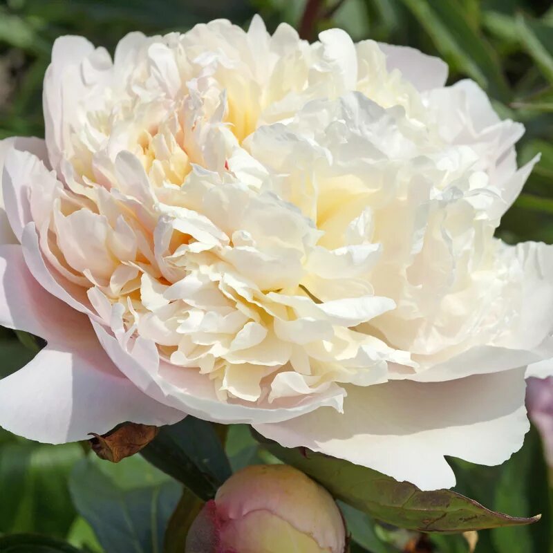 Пион мадам калот фото и описание Paeonia Lacti 'Madame Calot' - пион молочноцветковый - питомник растений Санкт-П