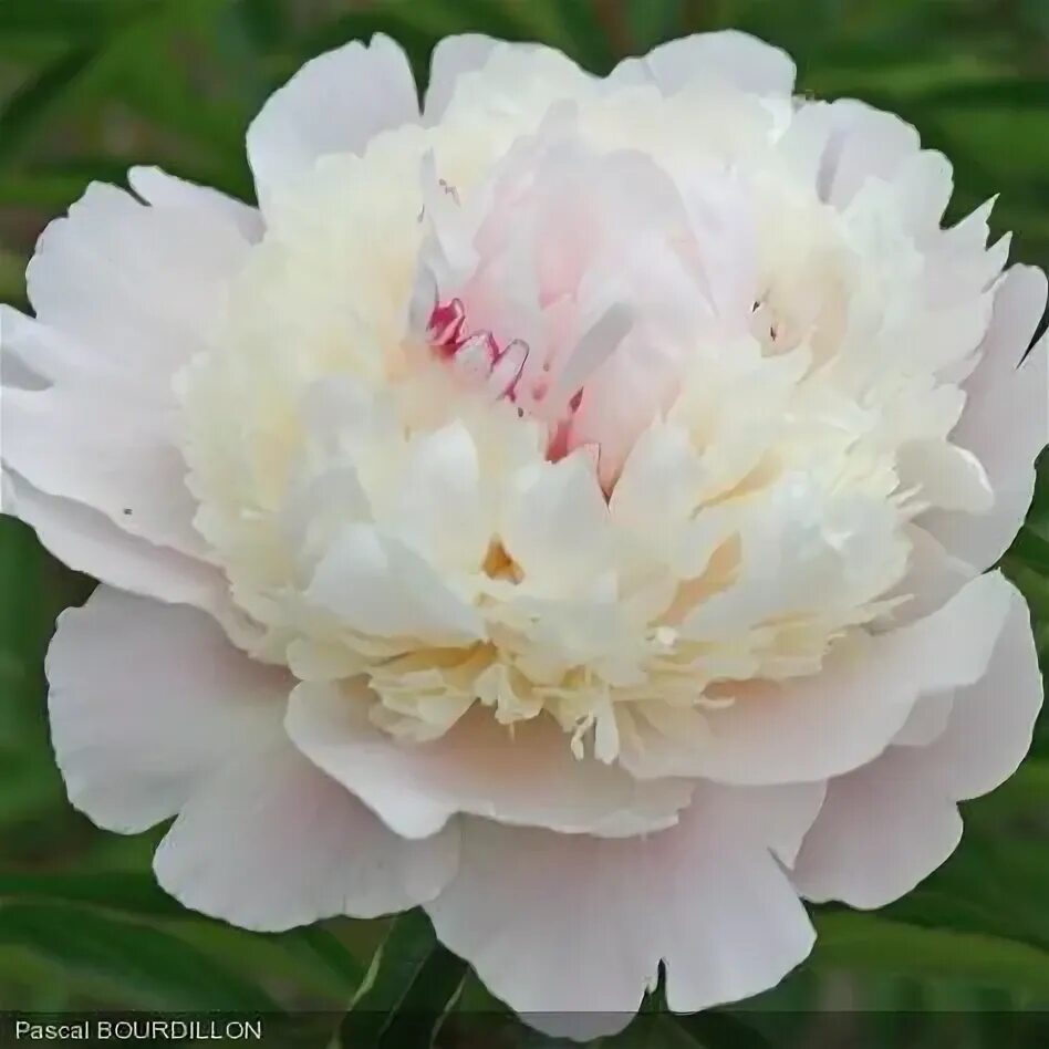 Пион мадам калот фото и описание 590 Peonies ideas in 2021 pivoňky, květiny, růžové pivoňky