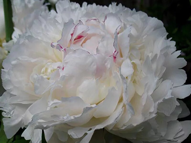 Пион мадам калот фото и описание Paeonia Lacti 'Madame Calot' - пион молочноцветковый - питомник растений Санкт-П