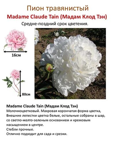 Пион мадам клод фото и описание Index of /collect/pion/wait/img