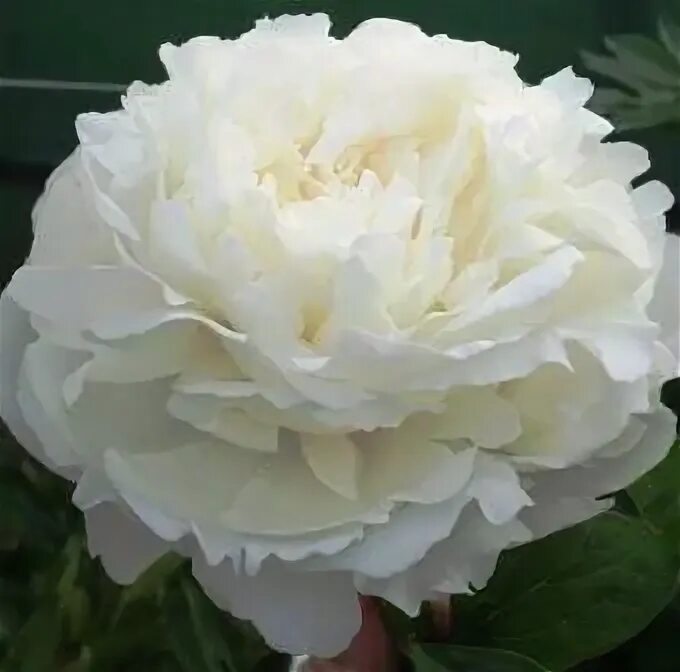 Пион мадам клод фото и описание Ann Cousins - Magic Garden Paeonies - Rottaler Pfingstrosen