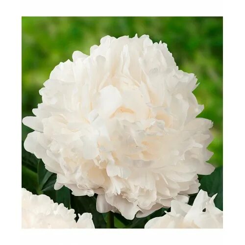 Пион мадам клод фото и описание Paeonia / Bijūnas MADAME CLAUDE TAIN - 12101443