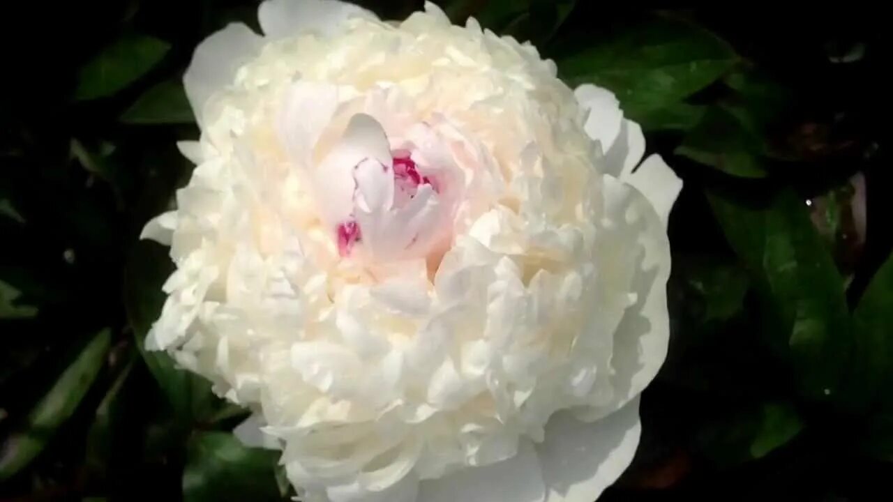 Пион мадам верневиль фото и описание Peony Madame de Verneville - www.peonyshop.com - YouTube