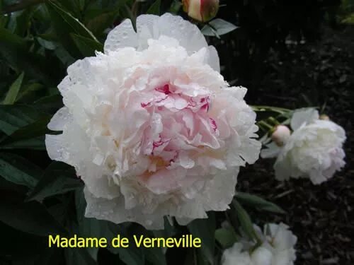 Пион мадам верневиль фото и описание Madame de Verneville Peony from Gilbert Wild SP15 Peonies, Most beautiful flower