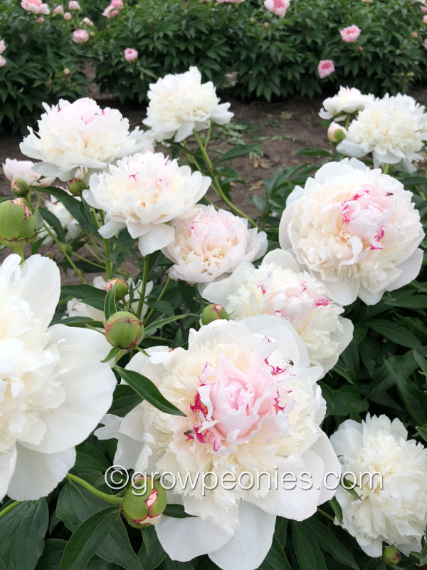 Пион мадам верневиль фото и описание Madame de Verneville Peony - Countryside Gardens, Inc. - Peony Farm Peony farm, 