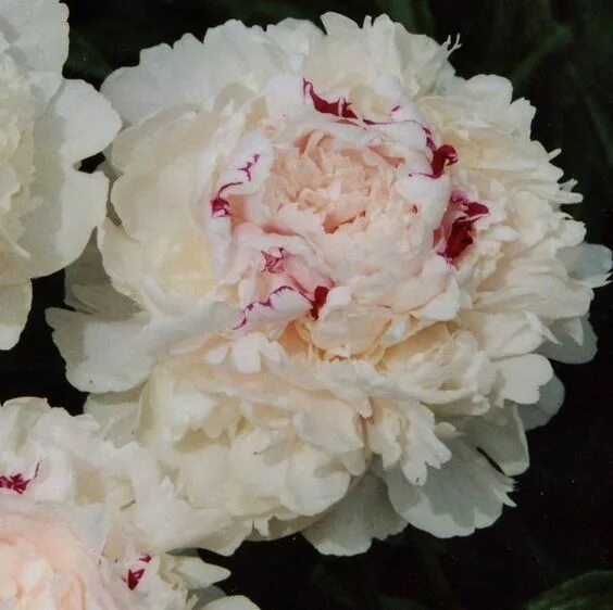 Пион мадам верневиль фото и описание Peonía 'Señora De Verneville' Peonies, Peonies garden, Flowers