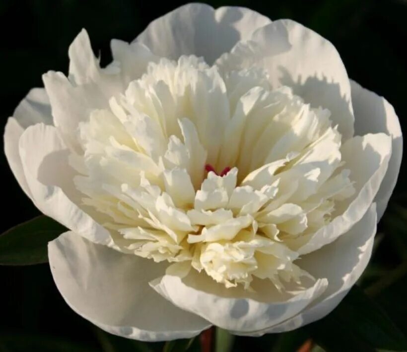 Пион мадрид фото Пион молочноцветковый Иммакуле Paeonia lactiflora Immaculee