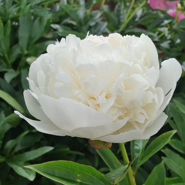 Пион мадрид фото Пион Patio Peony London: Элегантные изображения Зеленый рай Фотогалерея природы 