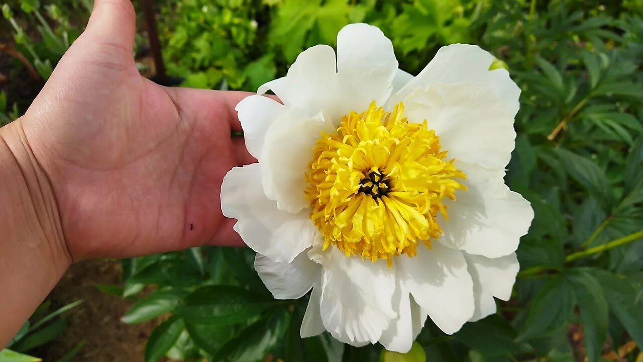 Пион мадрид фото Півонія Мун оф Ніппон Moon of Nippon peony Місяць Японії півонія - YouTube