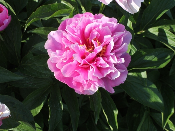 Пион маджестик стар фото Majesty's Bonnet Flower shape, Pink flowers, Bloom