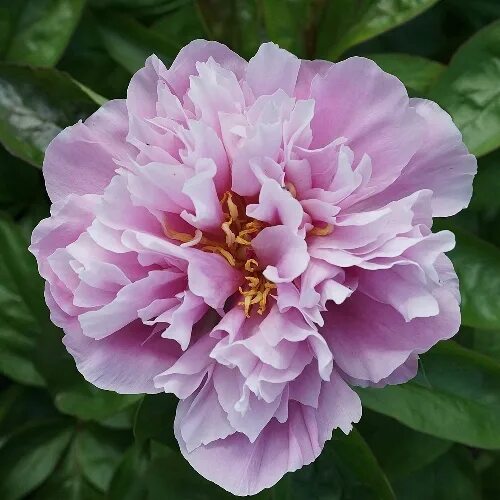 Пион маджестик стар фото Majestic Lavender - Энциклопедия Пионов: Главная