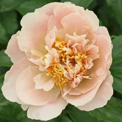 Пион маджестик стар фото Majesty’s Scepter 2014 Originator Anderson / Swenson Flowers, Rose, Garden