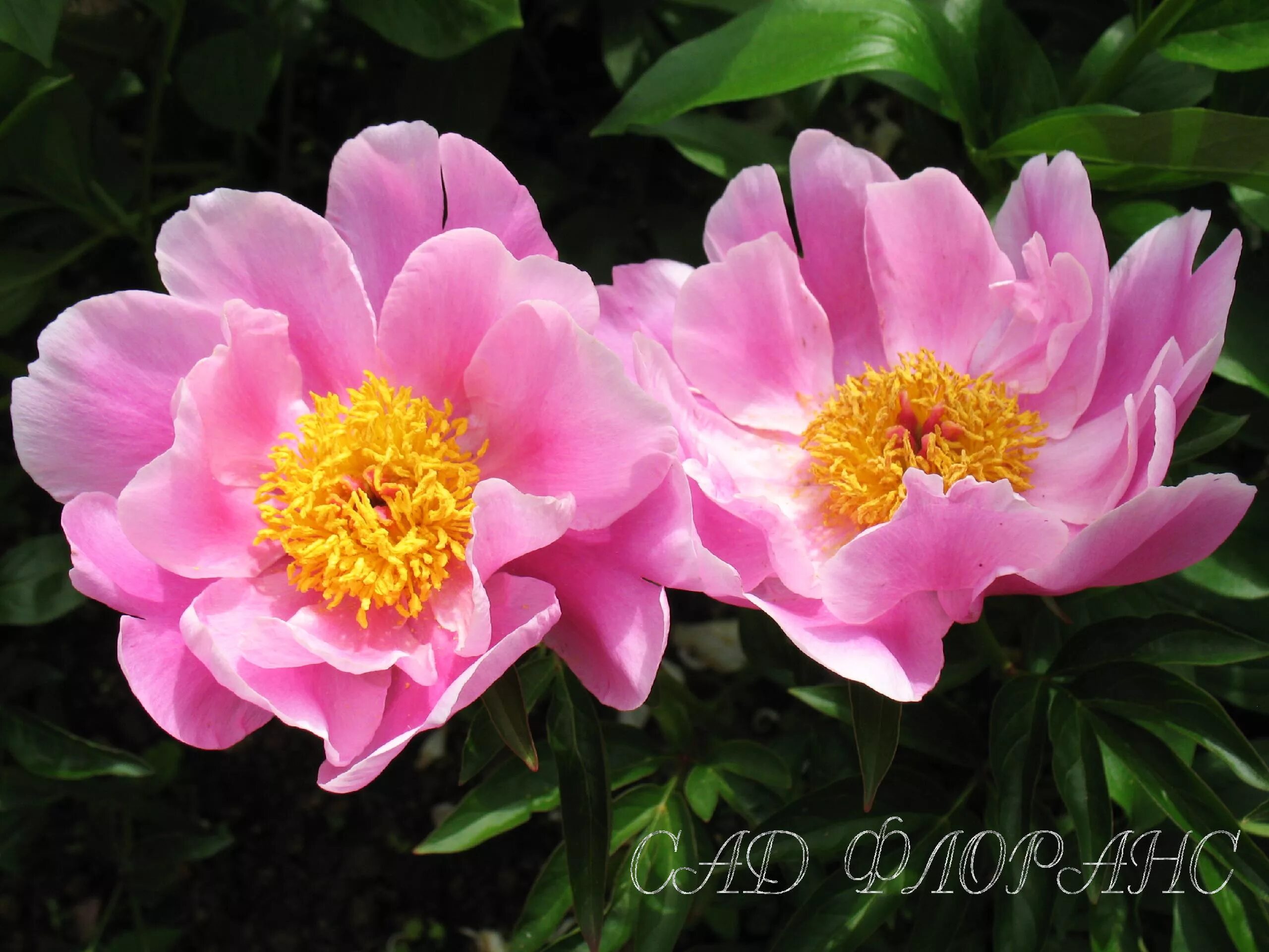 Пион маджестик стар фото и описание Сад Флоранс - Пионы - (Paeonia)