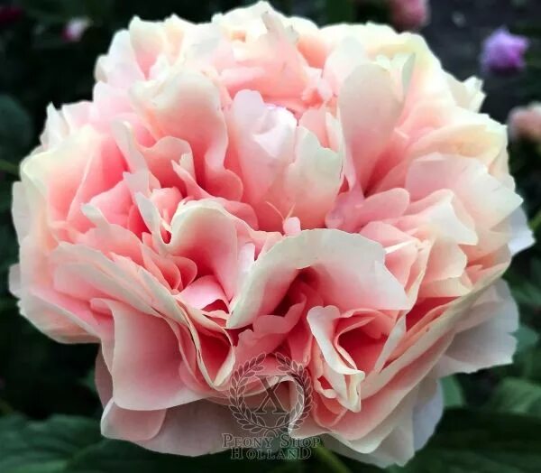 Пион маджестик стар фото и описание Пион Julian Peonies, Flowers, Plants