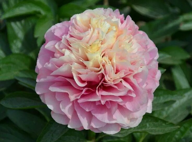 Пион маджестик стар фото и описание Majesty's Light (Y 158 Sämling)