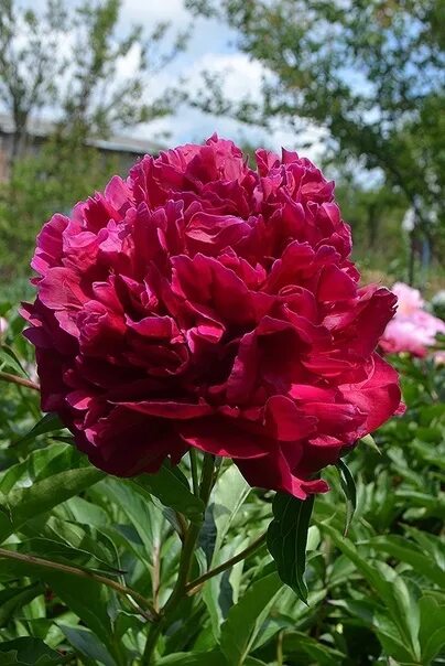 Пион маэстро фото и описание Пион Маэстро Paeonia Maestro Оригинатор: Auten 1957, США Группа: Молочноцветковы