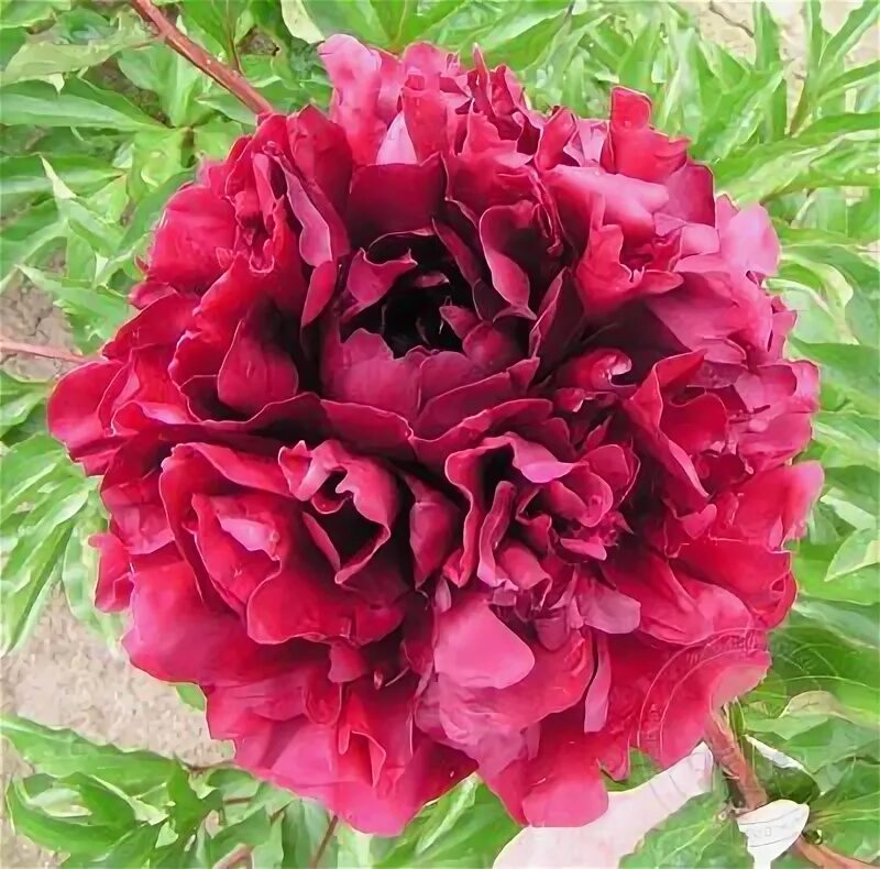 Пион маэстро фото и описание Пион Маэстро (Paeonia Maestro) купить в Москве по низкой цене из питомника, дост