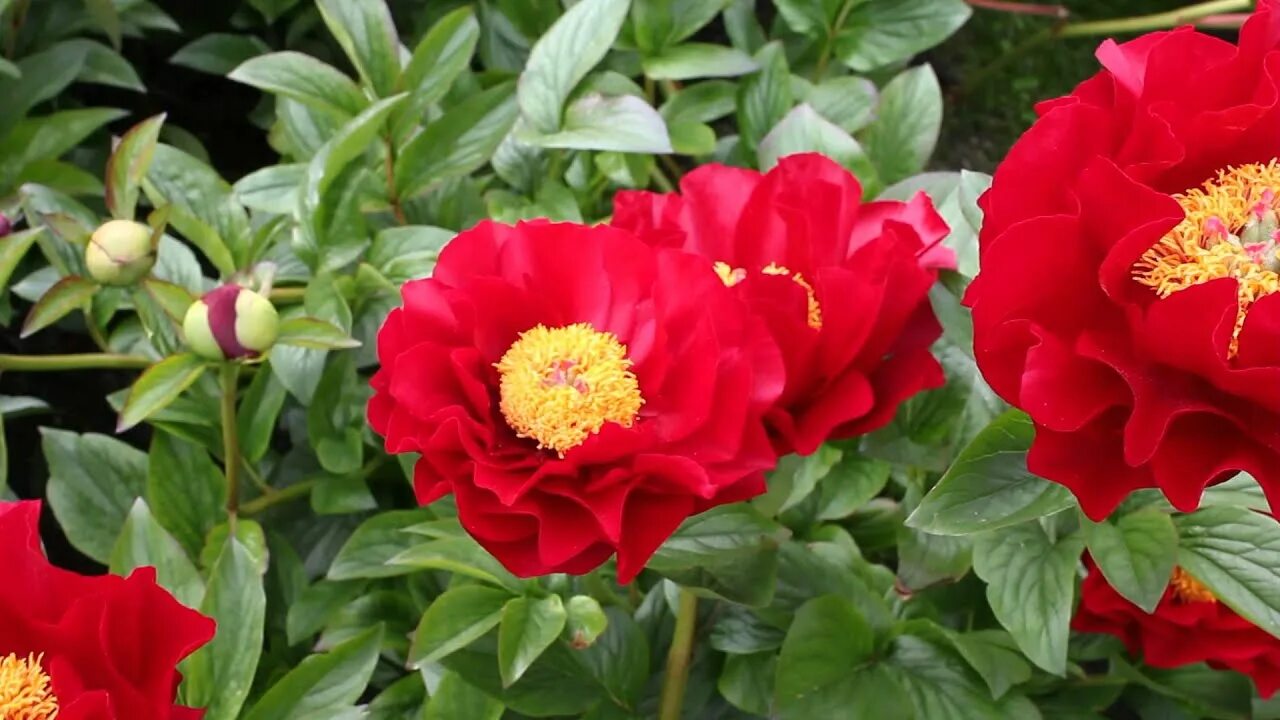 Пион макинак гранд фото The Mackinac Grand R2 Flowers BV Peonies - YouTube