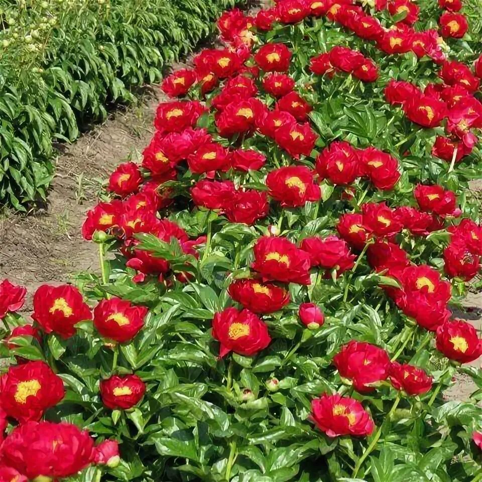 Пион макинак гранд фото и описание The Mackinac Grand peonies Peonies, Plants, Flowers