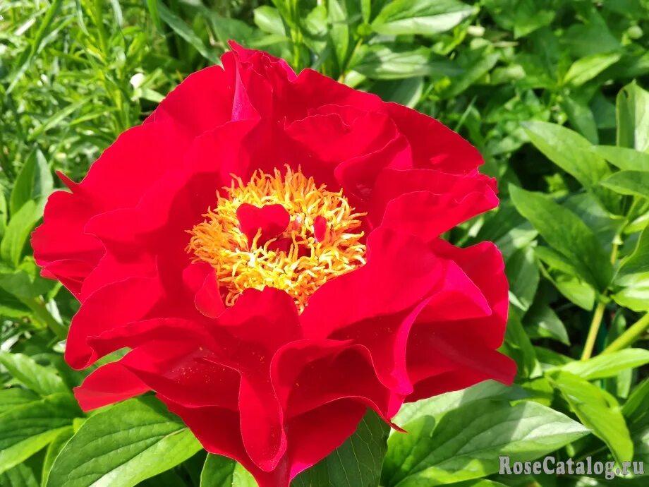 Пион макинак гранд фото отзывы Пион Макинак Гранд Paeonia Mackinac Grand - RoseCatalog.ru