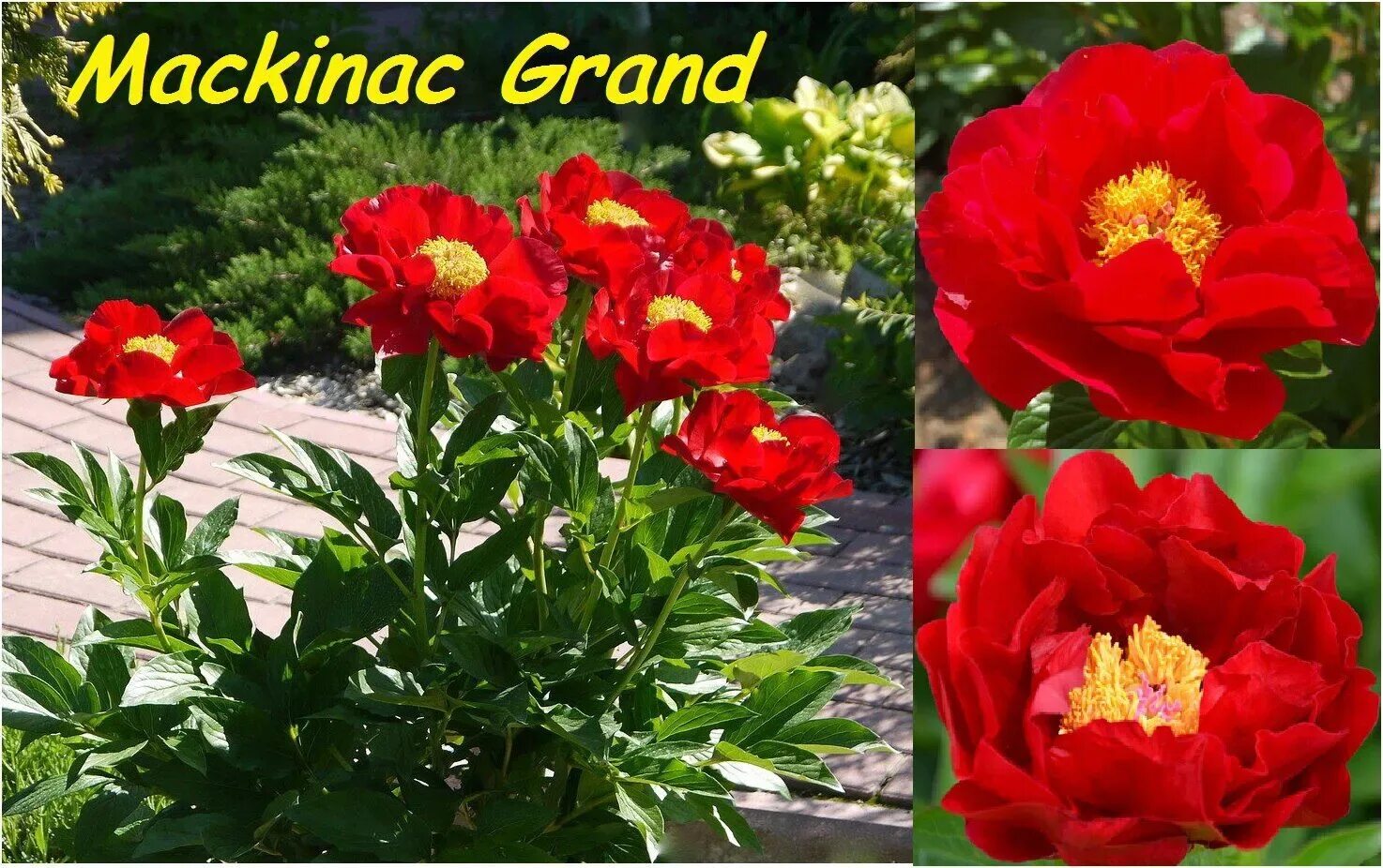 Пион маккинак гранд фото Пион MACKINAC GRAND Макинак Гранд - Florasad