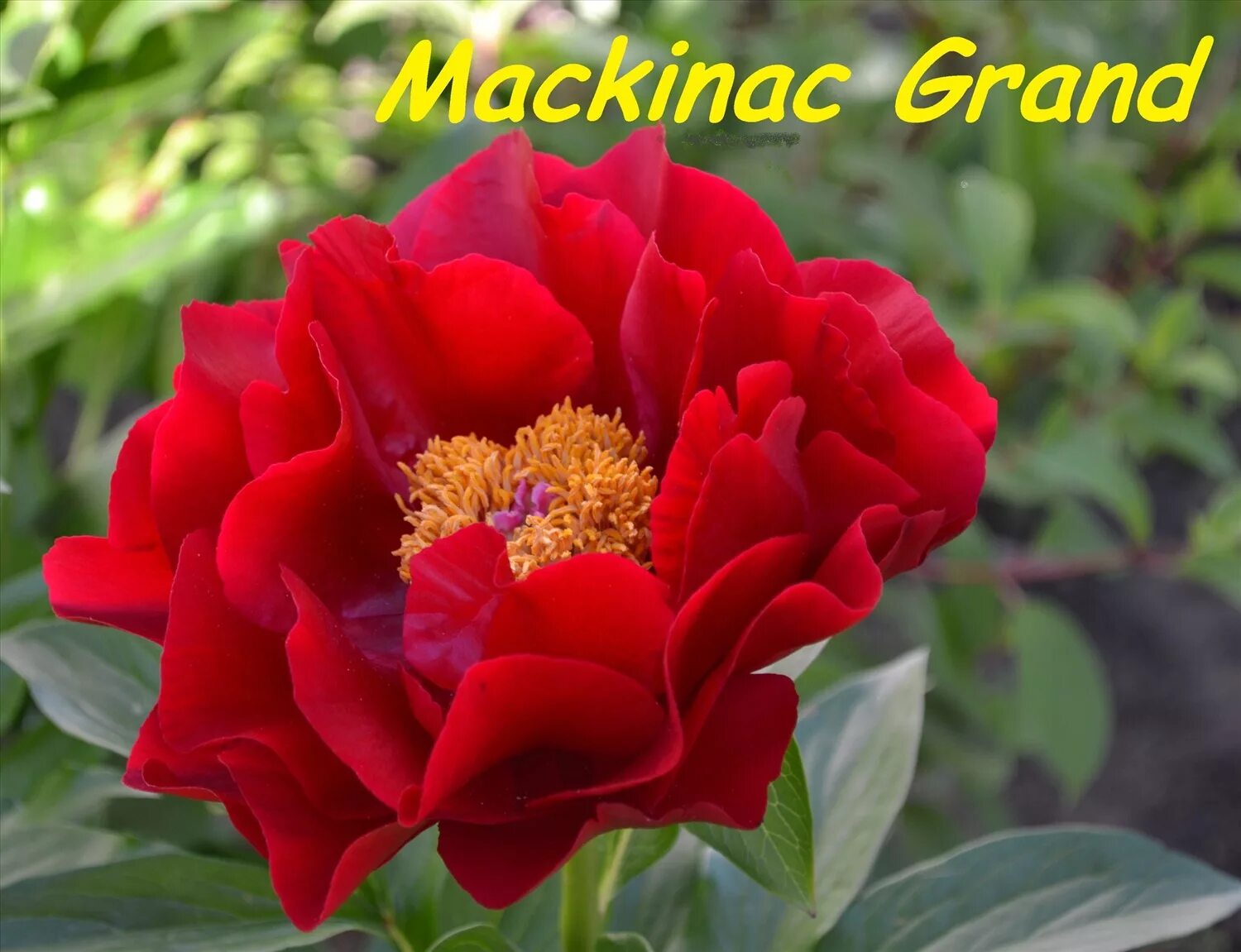 Пион маккинак гранд фото Mackinac Grand купить, отзывы, фото, доставка - Совместные покупки sp-vestniksad