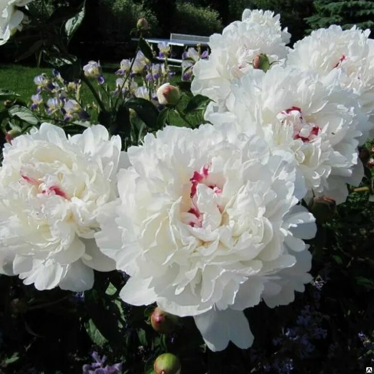 Пион максима фестима фото и описание Пион травянистый Фестива Максима Paeonia Festivа Maxima С3 Купить в СПб