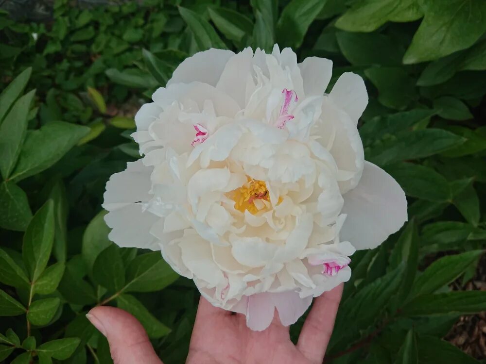 Пион максима фестима фото и описание ᐅ Пион "Фестива Максима" (Paeonia "Festiva Maxima") купить по цене производителя