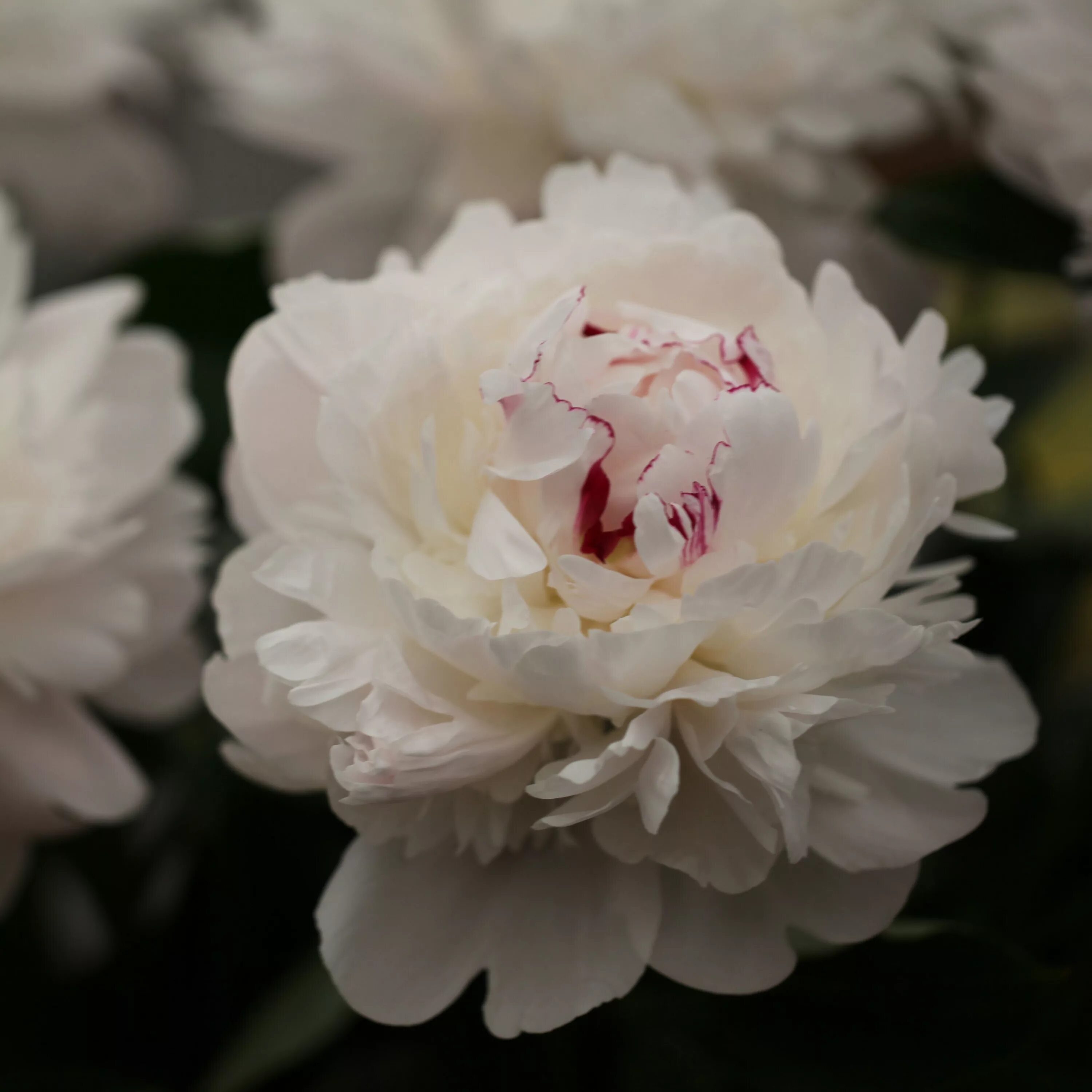 Пион максима фестима фото и описание Paeonia lactiflora 'Festiva Maxima' - paeony or peony Summer flowers garden, Spr