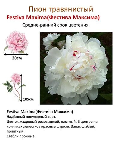 Пион максима фестима фото и описание Index of /collect/pion/wait/img