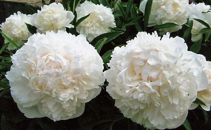 Пион мамин любимый фото Оригами, НОВИНКА во Владивостоке Родина ПИОНА Китай. Декоративноцветущие луковиц