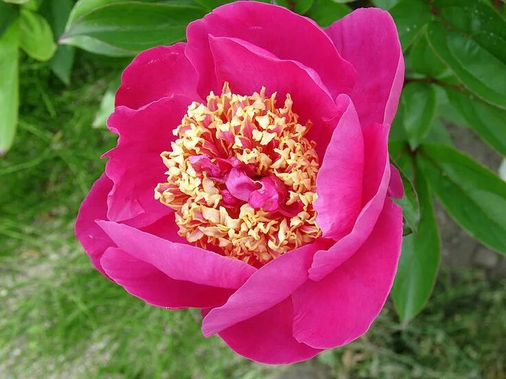 Пион мандарин коат фото Pin by Elena Andrei on Salvările mele Red charm, Flowers, Coral and gold