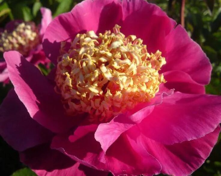 Пион мандарин коат фото Peony Mandarins coat Growing peonies, Peonies, Planting peonies